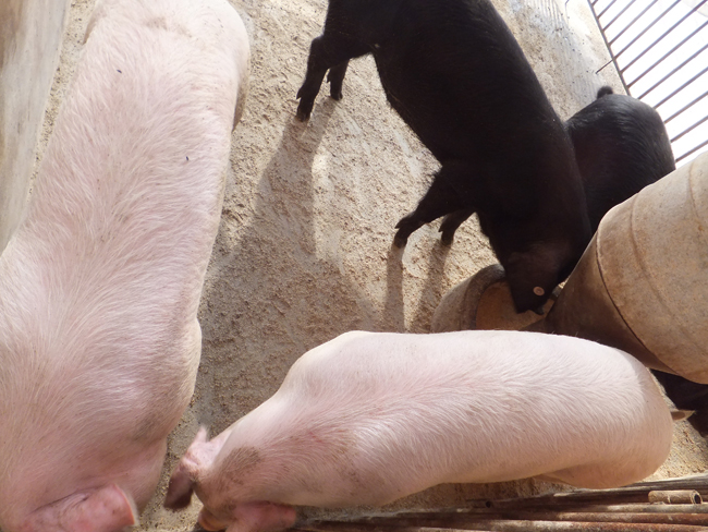 養豬基地